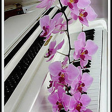Схема вышивки «Орхидея на рояле»
