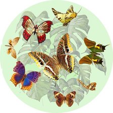 Оригинал схемы вышивки «бабочки» (№114805)