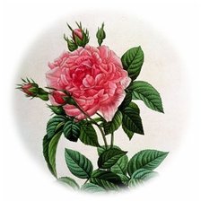 Оригинал схемы вышивки «роза» (№115235)