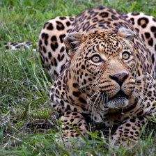 Схема вышивки «Леопард на охоте Серия "Дикие кошки"»
