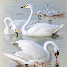 Оригинал схемы вышивки «лебеди на озере» (№115748)