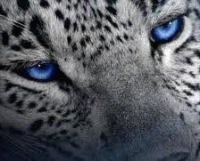 Схема вышивки «Голубоглазый леопард»