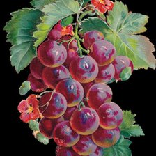 Схема вышивки «Красный виноград»