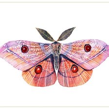 Схема вышивки «Серия "Бабочки в узорах"»