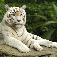 Оригинал схемы вышивки «Белый тигр Серия "Дикие кошки"» (№123199)