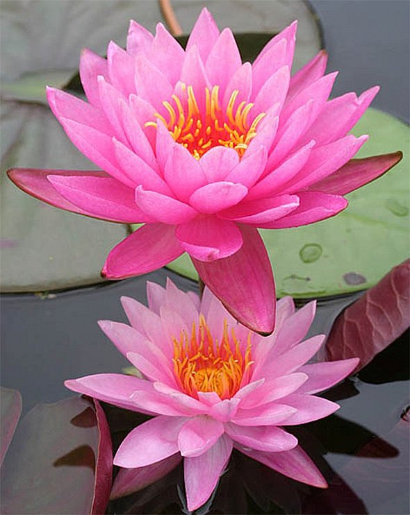Розовые лотосы - кувшинки, цветы, водяные лилии, вода - оригинал