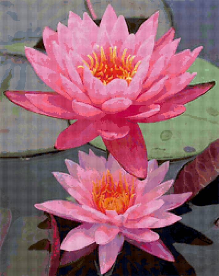Розовые лотосы - водяные лилии, кувшинки, вода, цветы - предпросмотр