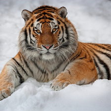 Схема вышивки «Серия "Дикие кошки" Тигр зимой»