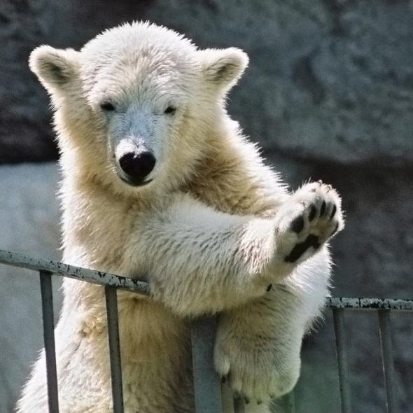 Белый медвежонок - животные, белые медведи, медведи - оригинал