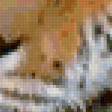 Предпросмотр схемы вышивки «тигры» (№126605)