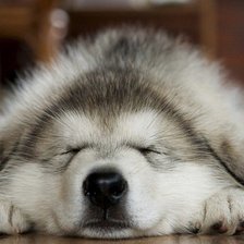 Схема вышивки «Я сплю.... Серия собаки»