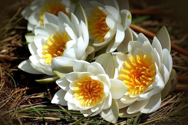 Белые кувшинки - кувшинки, цветы - оригинал