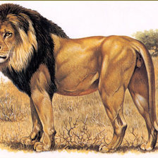 Оригинал схемы вышивки «лев» (№127118)