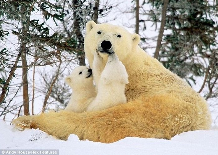 Медведица с медвежатами - белые медведи, мать и дитя, животные, медведи - оригинал
