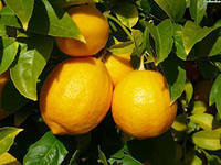 Оригинал схемы вышивки «лимоны» (№127679)
