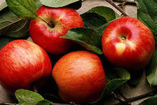 Оригинал схемы вышивки «яблочки» (№127715)