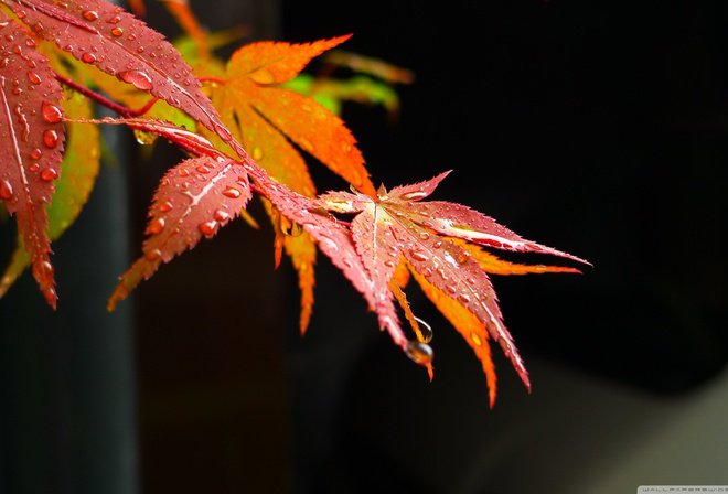 Осень - листья - оригинал