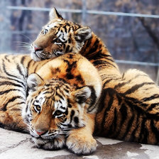 Схема вышивки «Тигрята отдыхают»