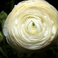 Схема вышивки «Белый бутон розы»
