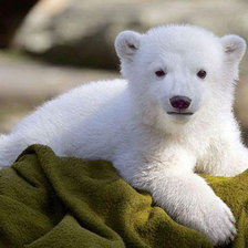 Белый медвежонок -Умка.
