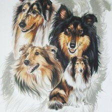 Схема вышивки «Серия "Породы собак. Колли"»