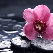 Схема вышивки «орхидея на камнях»