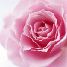 Схема вышивки «Подушка "Розовая роза"»