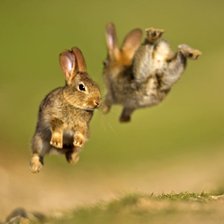 Схема вышивки «Прыгающие кролики»