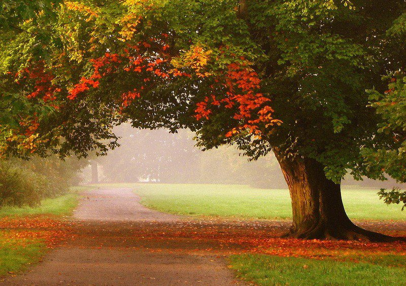 Осень - природа, осень, пейзаж, красота - оригинал