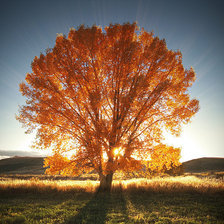 Схема вышивки «Осеннее дерево»