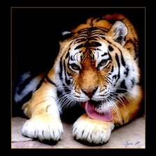 Оригинал схемы вышивки «Бенгальский тигр» (№145382)