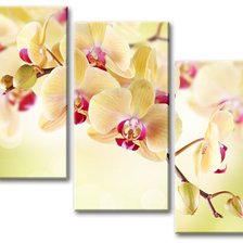 Оригинал схемы вышивки «желтая орхидея» (№148565)