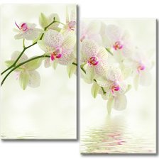 Оригинал схемы вышивки «весенние орхидеи» (№149181)