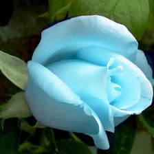 Схема вышивки «серия "стиль-голубая роза"»