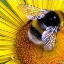 Схема вышивки «Пчела на цветке»