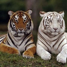 Схема вышивки «Два тигра»