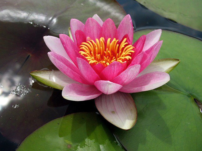 Лотос розовый - вода, цветы, водяные лилии, кувшинки - оригинал