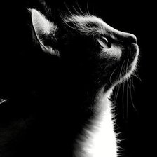 Схема вышивки «Кот в темноте»