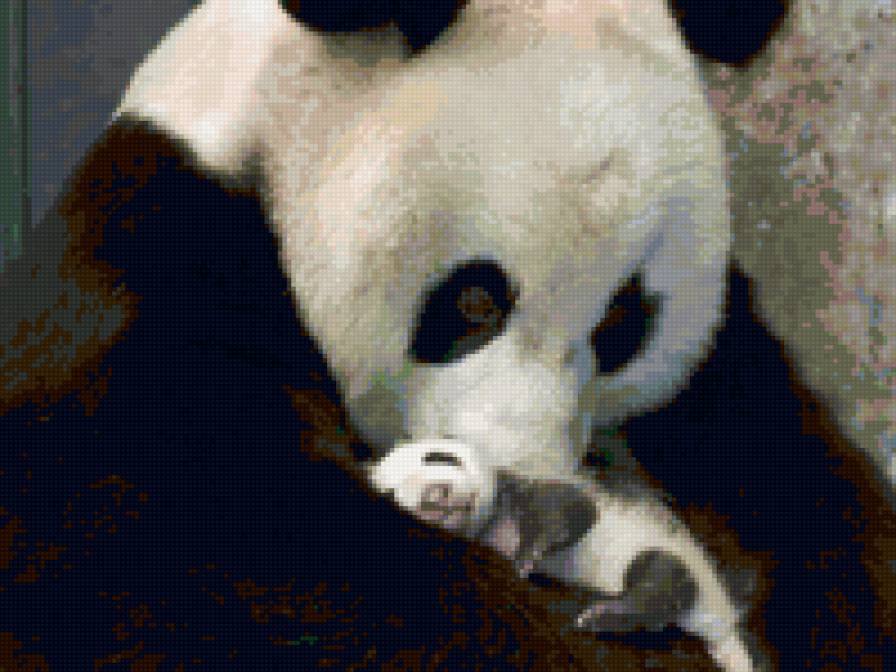 Мама панда - панда, животные, дети - предпросмотр