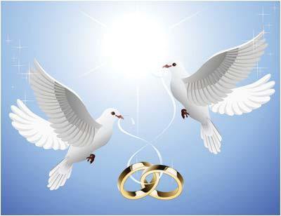 Свадебные голуби - картина, природа, птици, любовь, голуби, нежность - оригинал