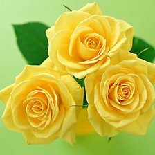 Оригинал схемы вышивки «Жёлтые розы» (№166947)