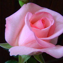 Схема вышивки «Серия "Цветы" Розовая роза»