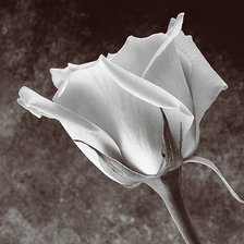Схема вышивки «роза белая»