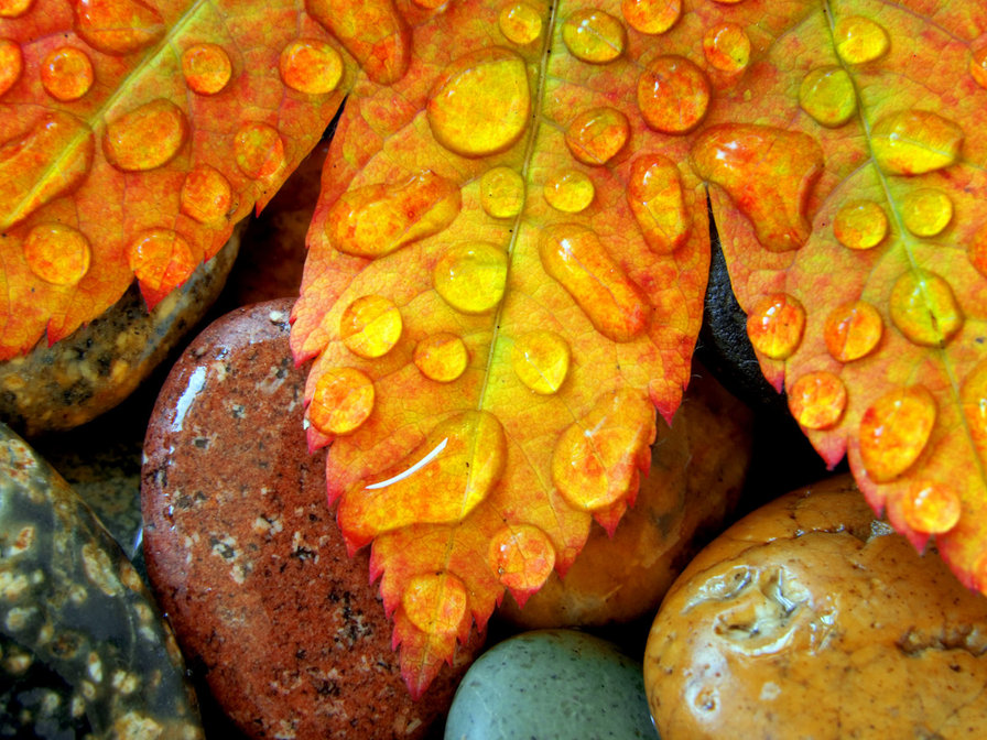 Кленовый лист-краски осени - лист, камни, осень - оригинал