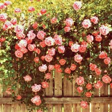 Beauty Roses