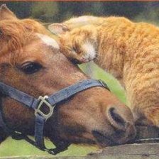Схема вышивки «Дружба "Лошади и кота." фото»