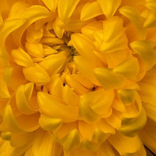 Схема вышивки «Желтая хризантема»