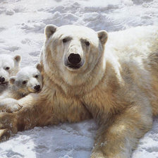 Схема вышивки «Белые медведи»