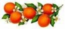 Оригинал схемы вышивки «Апельсины на ветке» (№180682)