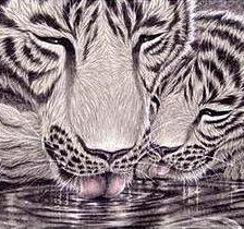 Схема вышивки «Тигры на водопое»